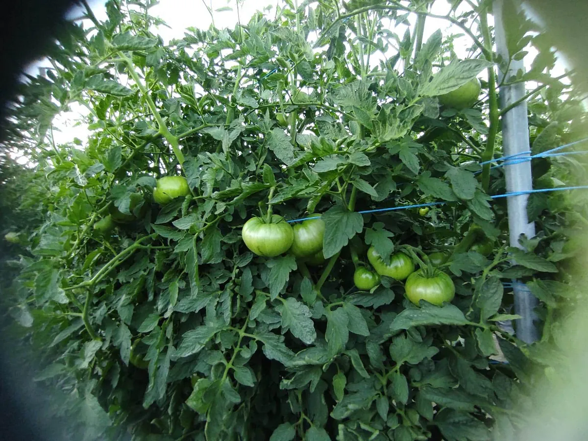 Finca la Noria Tomates Zamoranos