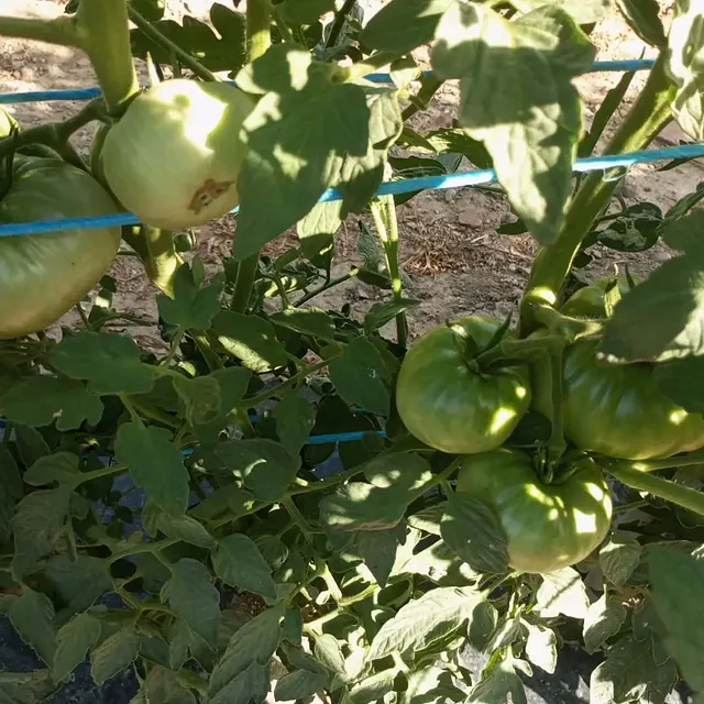 Finca la Noria Tomates Zamoranos