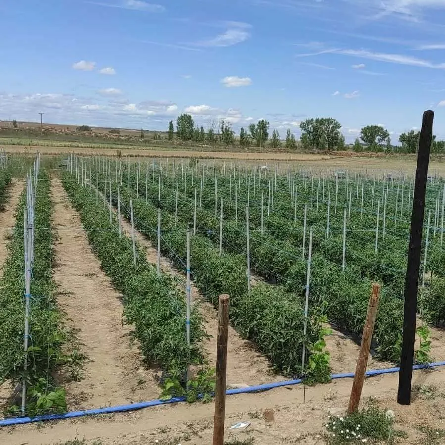 Finca la Noria Tomates Zamoranos